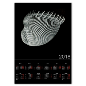 calendar_single_a2 с принтом Acephala Эрнста Геккеля во Владимире,  |  | 