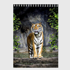 Скетчбук с принтом ТИГР В ЛЕСУ во Владимире, 100% бумага
 | 48 листов, плотность листов — 100 г/м2, плотность картонной обложки — 250 г/м2. Листы скреплены сверху удобной пружинной спиралью | Тематика изображения на принте: tiger | амурский | бенгальский | в зоопарке | в лесу | дикий | кошка | крупная | полосатый | тигр | тигренок | тигрица